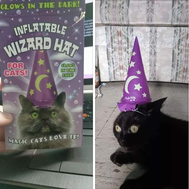 Expectation is reality - cat, Catomafia, Wizard, Expectation and reality, Vzhuh