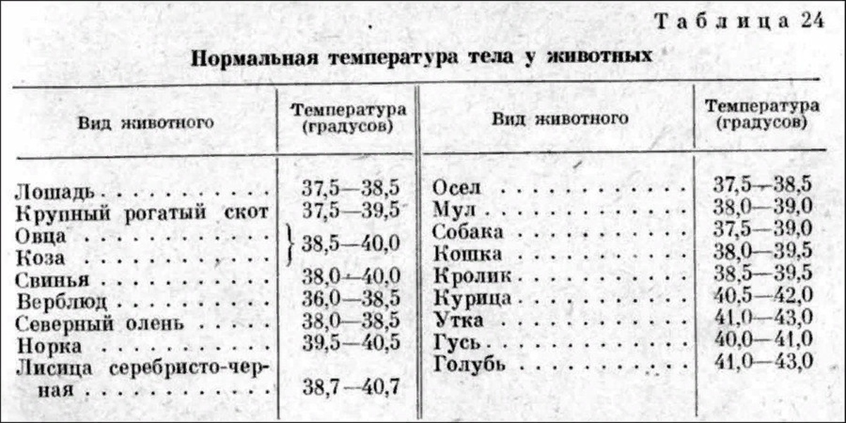 Какая температура у собак. Температура тела у кошек норма. Температура у кота норма. Норма температуры у кошек. Нормальная температура у котенка 2 месяца.