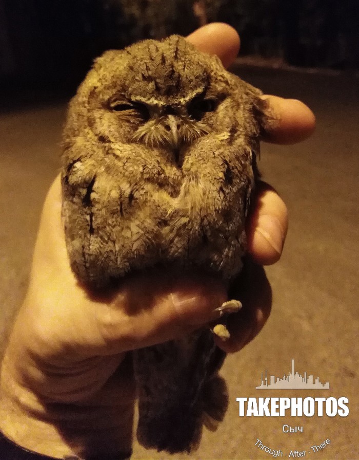 Night meeting. - My, Birds, Owl, Meeting, Longpost