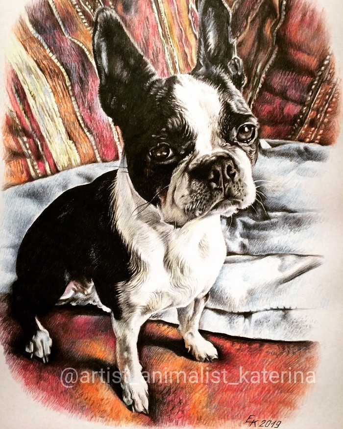 Portrait of a Boston Terrier Bianchi. A3 format, colored pencils. - My, Portrait by photo, Portrait, animal portraits, Boston Terrier, Dog, Drawing