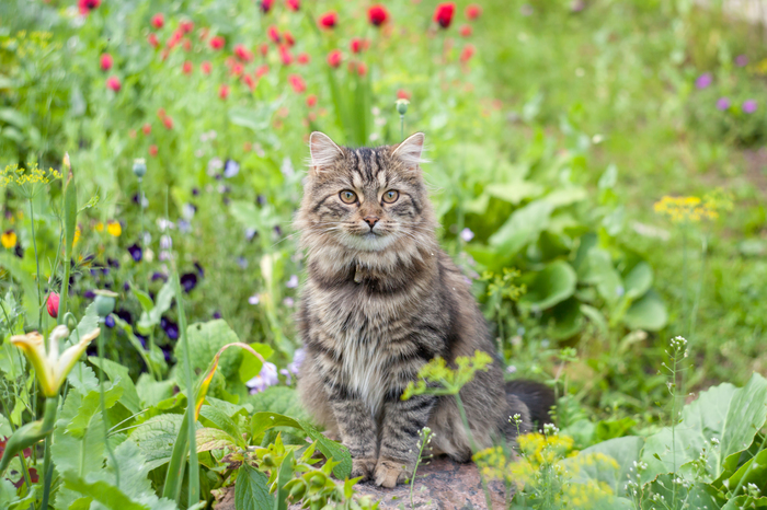 Феофания, в быту Феня. Кошка, которая смогла - Моё, Кот, Котомафия, Длиннопост