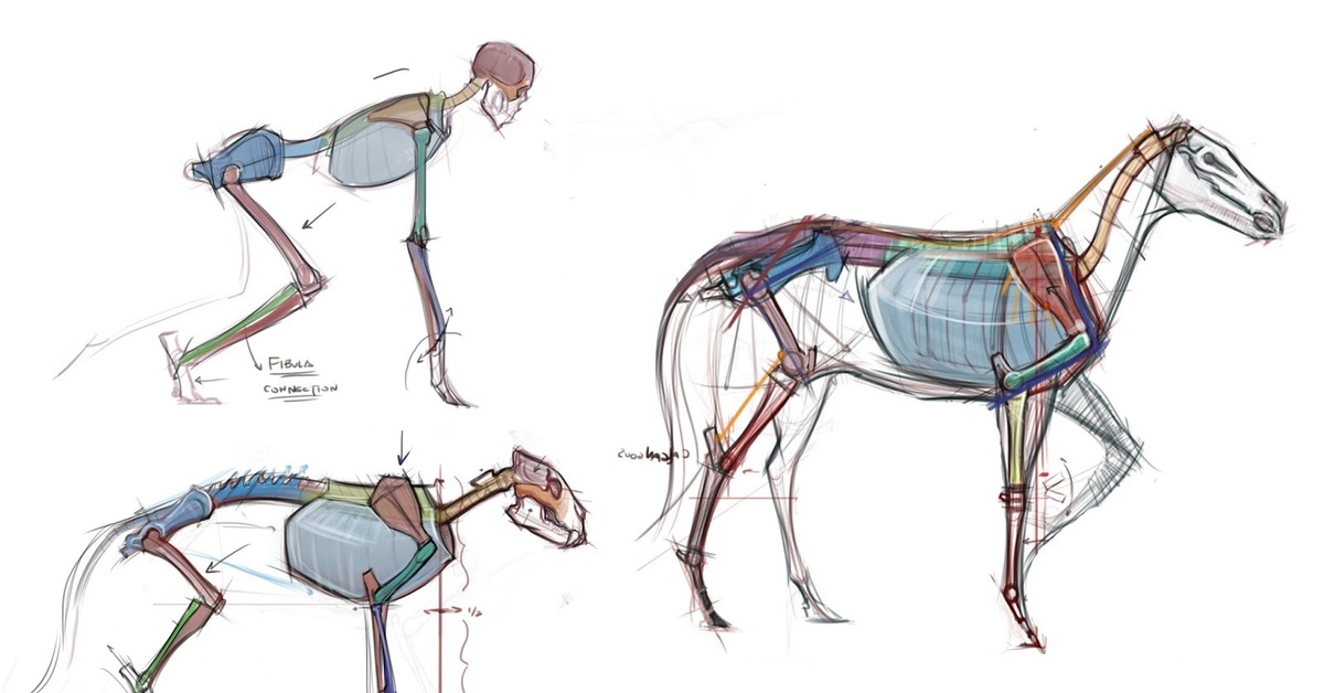 Animals more human. Скелет лошади. Мышцы лошади. Анатомия лошади для художников. Животные анатомия.