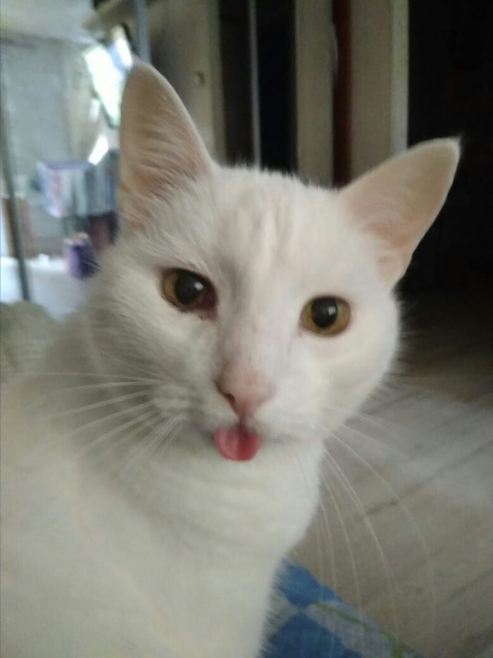 I give him kiss-kiss-kiss... - My, cat, Catomafia, Language, Blep