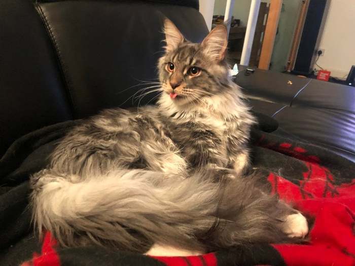 Be-be-be!!! - Maine Coon, cat, Catomafia, Blep