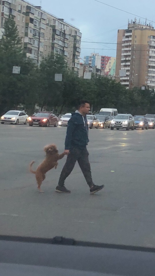 Meanwhile in Chelyabinsk - My, Dog, Chelyabinsk, First post