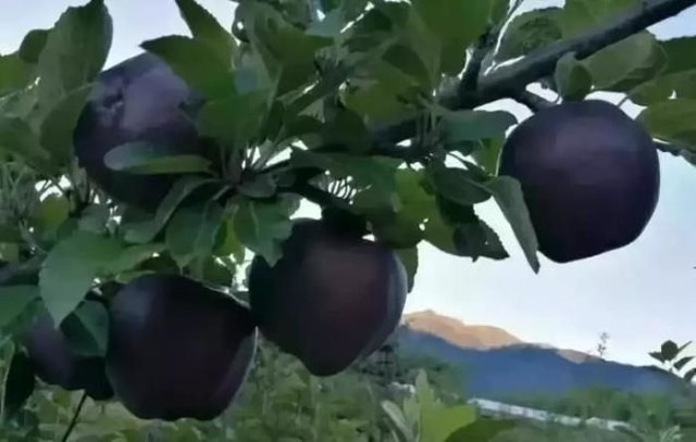 Tibet grows one of the rarest and most expensive varieties of apples - Black Diamond - Vegetable world, Miracle, Wonders of nature, Apples, Black