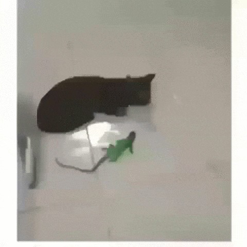 Не заметил Кот, Котомафия, Домашние животные, Ящерица, Испуг, Рука, Видео, Гифка