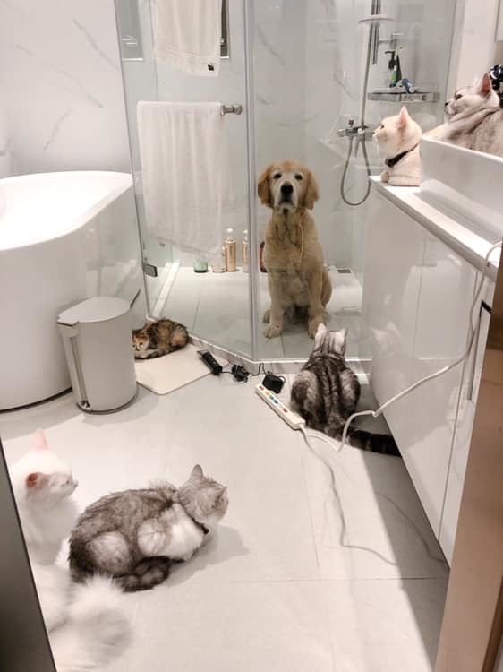 Help me out, master - cat, Catomafia, Dog, Shower cabin, 