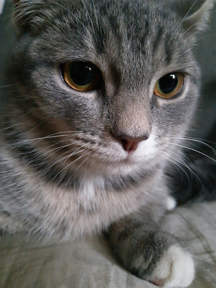 Meet Mouse. - My, Catomafia, cat, , Longpost