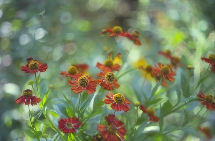 August color. - My, Flowers, Summer, The photo, Zinnia, Flora