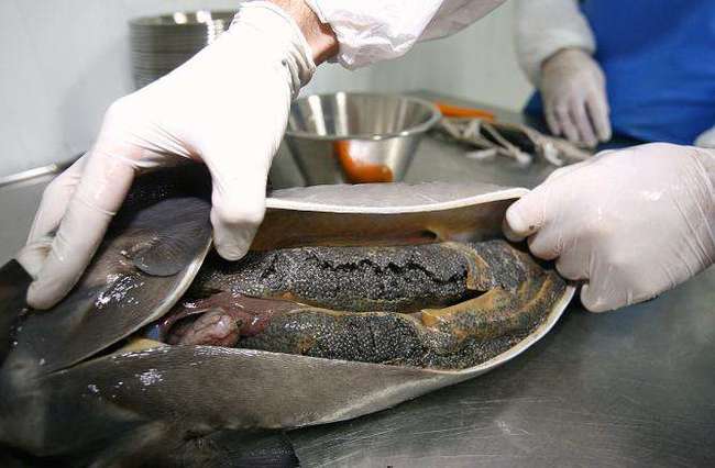 About black caviar - My, Black caviar, Sturgeon, Pisciculture, Caviar, Sturgeon, A fish, , Longpost