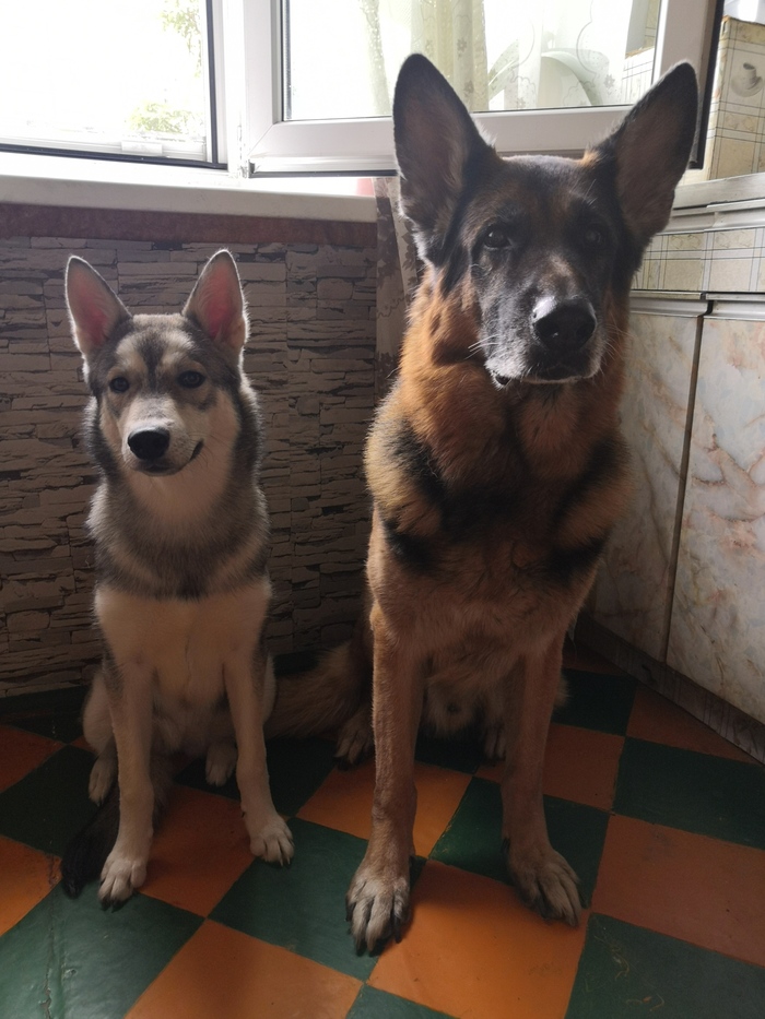 Gerda and Klaus - My, Wolf, Wolfhound, Sheepdog, Dog, Longpost