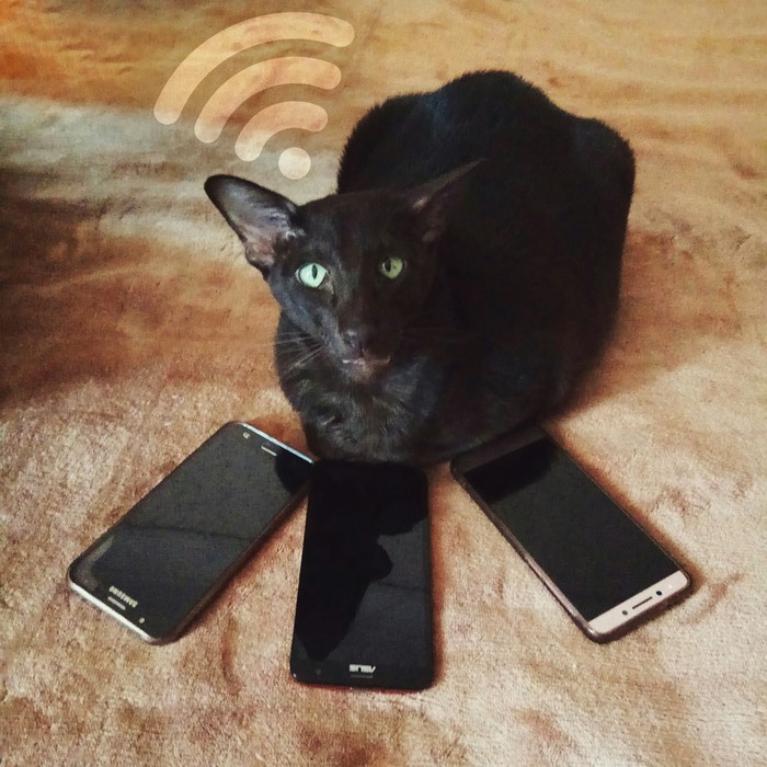 Кот, который раздает Wi-Fi - Моё, Кот, Ориентальные кошки, Котомафия