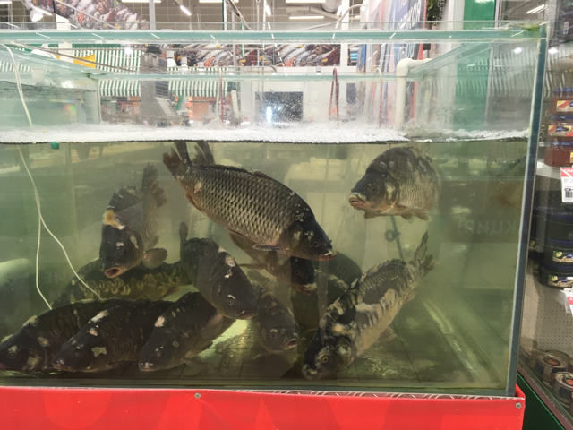 Sick fish in OK - My, Supermarket, Krasnodar, Shop Okay, A fish