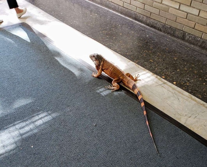 Iguana on the San Francisco subway - My, USA, San Francisco, Iguana, Video