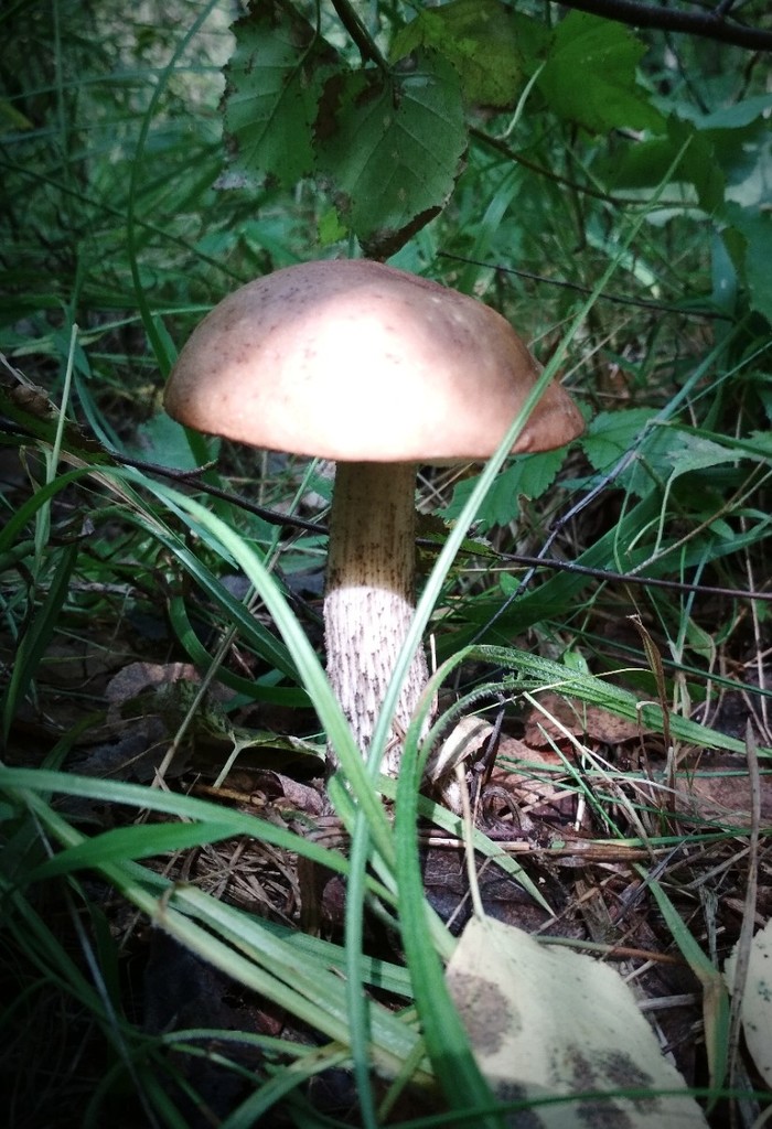 Ahhh, the woods! - My, Forest, Nature, beauty of nature, Mushrooms, Flowers, Camping, Republic of Belarus, Longpost