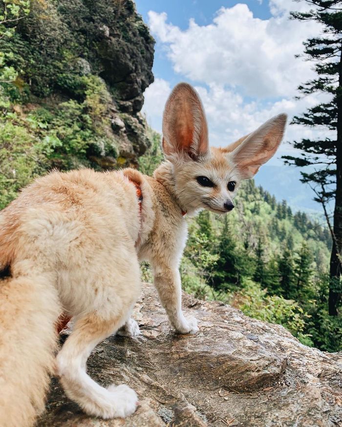 Пустынный лис...