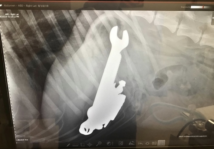Too many questions.. - X-ray, Stomach, Animals, Metal, ate, Operation