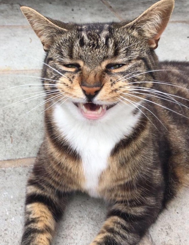 Cats caught in the middle of a sneeze) - cat, Catomafia, Affection, Longpost, Sneeze