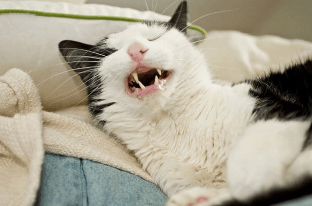 Cats caught in the middle of a sneeze) - cat, Catomafia, Affection, Longpost, Sneeze