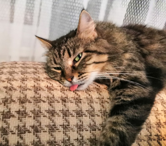 Seem yesterday went over - My, Language, cat, Catomafia, Blep