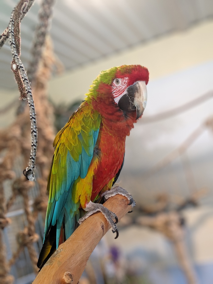 Ara! - My, Macaw parrots, Birds, A parrot, Longpost