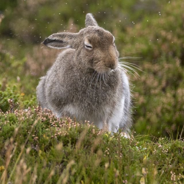 A little mountain... - Hare, The mountains, Longpost