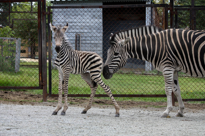 The first Ural striped (not a bumblebee) - My, Chelyabinsk Zoo, Zoo, zebra, The photo, Longpost, Nature