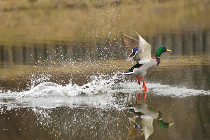 Take off! - My, Duck, The photo, Nikon D610, Birds