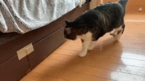 Защита от кота Кот, Домашние животные, Шкаф, Скотч, Гифка