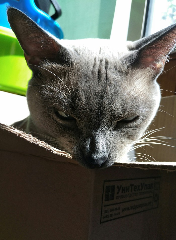 Kus - My, cat, Box, Balcony