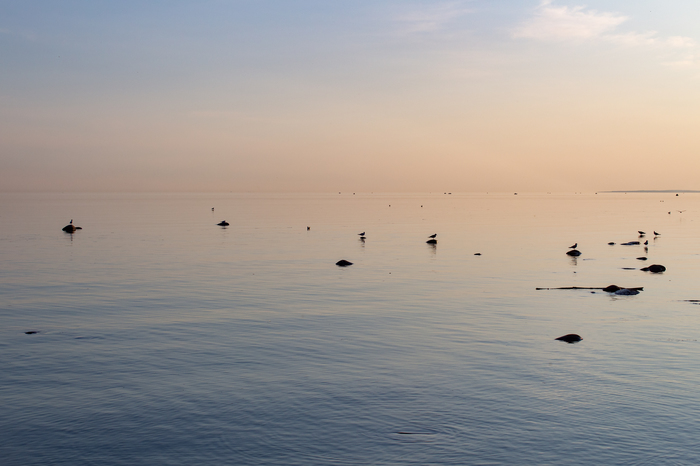 The Gulf of Finland - My, The Gulf of Finland, The photo, Birds, Seagulls, Sunset