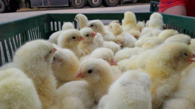 Broiler chickens. How they sold and plans for 2020 - My, Сельское хозяйство, Startup, Investments, Entrepreneurship, Longpost
