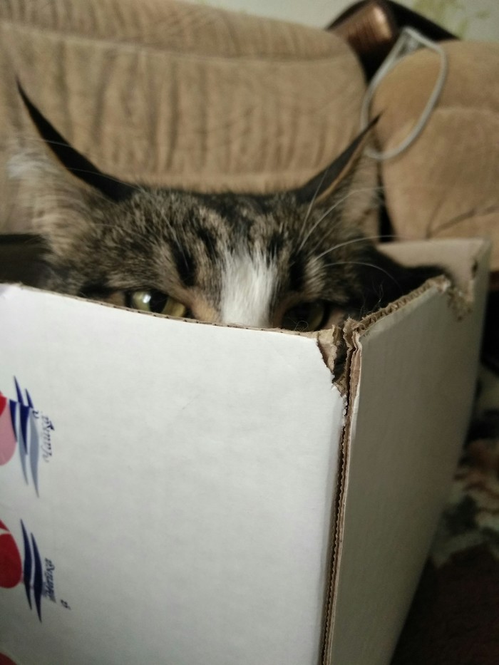 Hide and seek - My, cat, Box and cat, Sight, Box