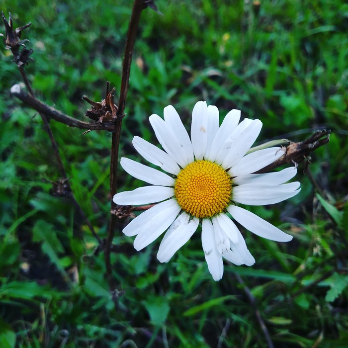 Не отрывай мои органы, она тебя не любит!
