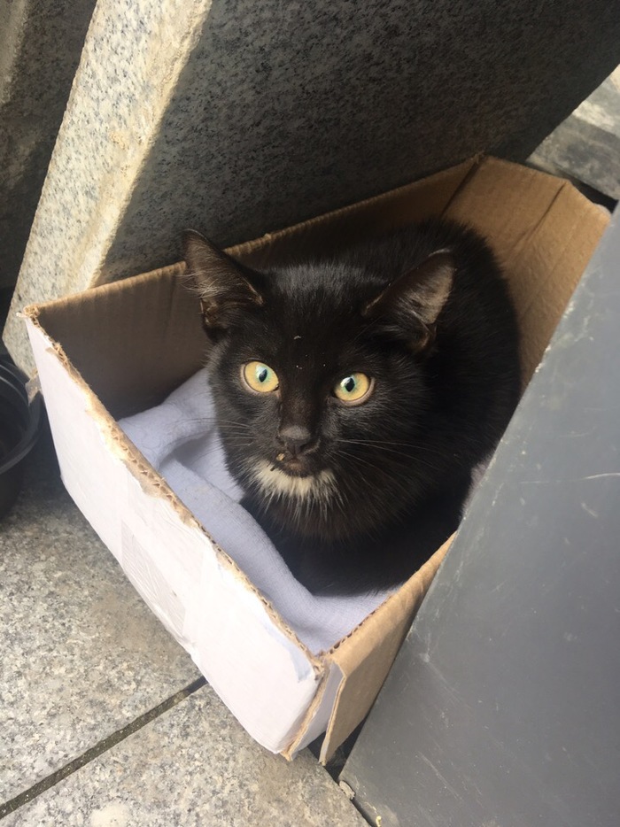 Baby in good hands [UPD owner found] - My, cat, In good hands, Moscow, The rescue, Longpost, No rating, Looking for a master