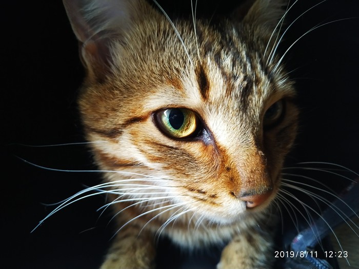 Mustachioed-striped))) - Catomafia, cat, The photo, Усы, My