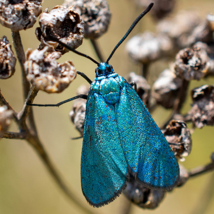 Turquoise Treasure - My, Butterfly, Entomology, Insects