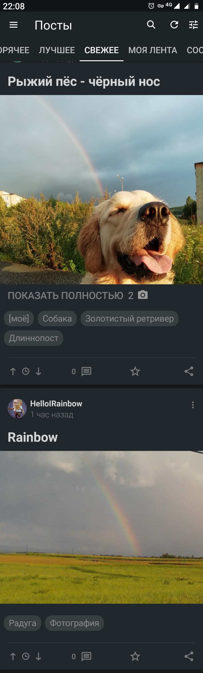 Rainbow in the feed :) - Rainbow, Screenshot, Coincidence, Longpost, Dog