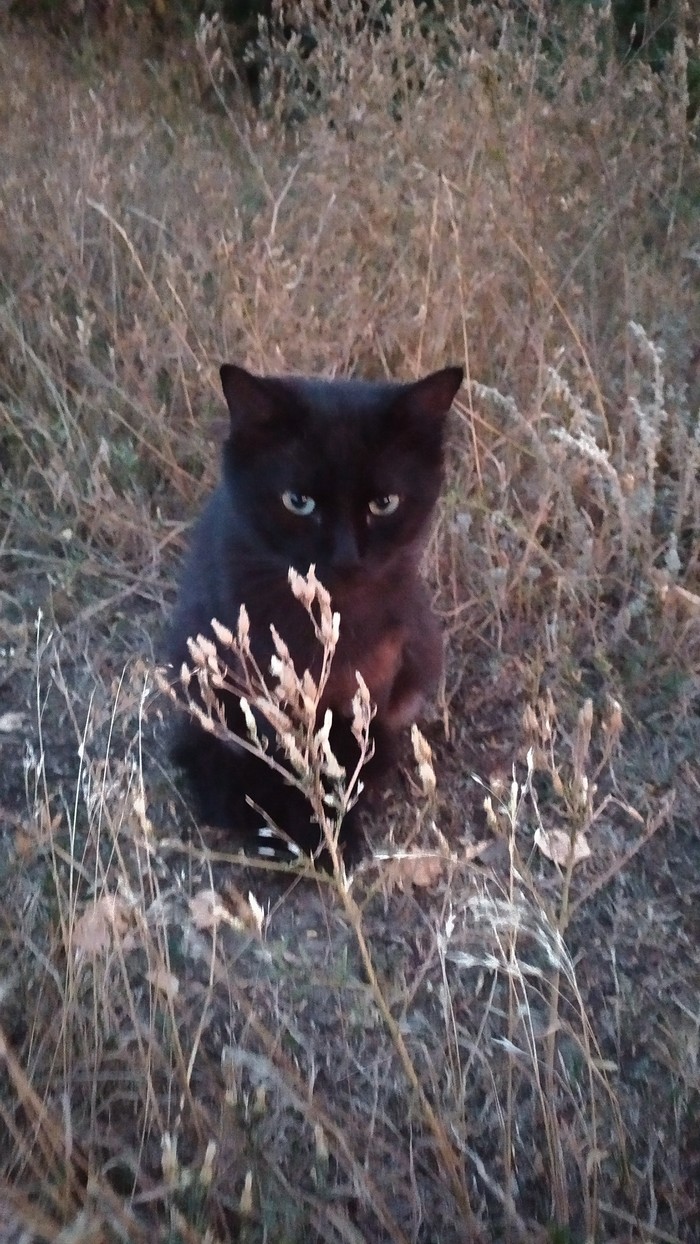 random cat - My, cat, Catomafia, Nature, Longpost