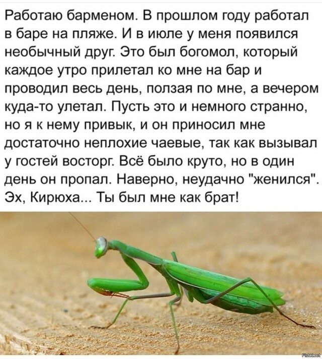 about friendship - Humor, Twitter, Bartender, Mantis