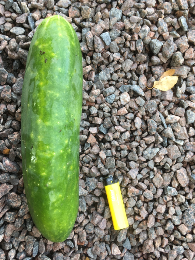 Girl Dreams - Cucumbers, Harvest, Humor, The photo, Garden, Longpost