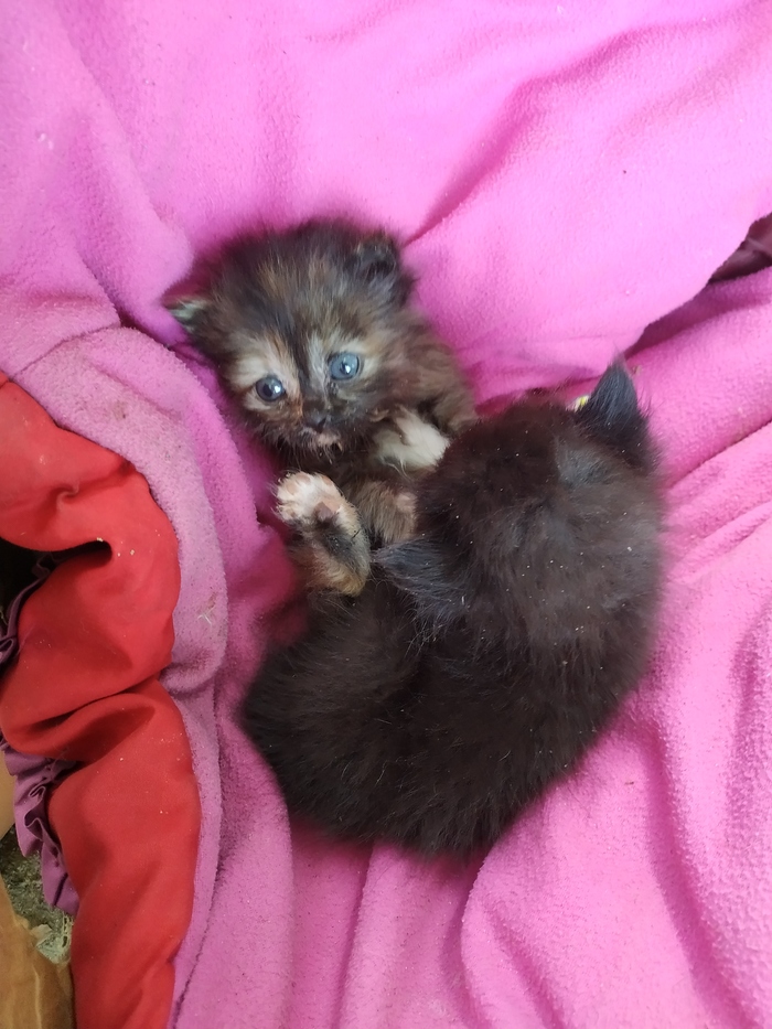 Mother of many children, Orsk - Kittens, Orsk, Help, Longpost, cat, In good hands, No rating