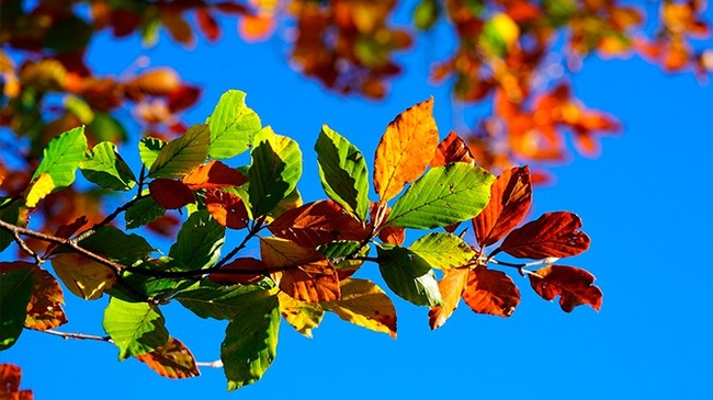 Summer autumn: weather forecasters explained why the leaves turned yellow so early - Weather, Russia, Moscow region, Moscow, Yellow leaves, Autumn leaves