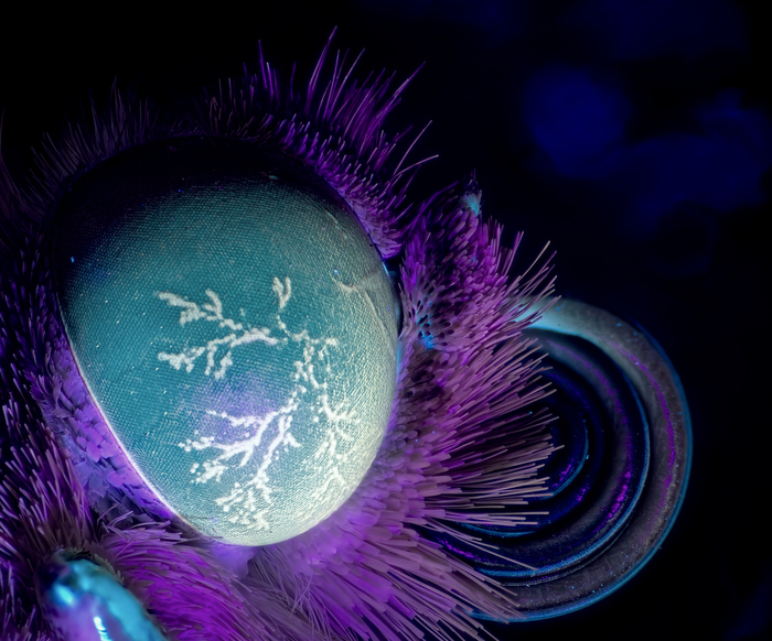 Бабочка в ультрафиолете