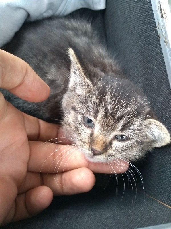 Found a kitten - My, cat, Found, Found a cat, Almaty, In good hands, No rating, Kazakhstan