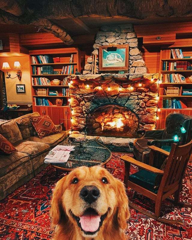 When you are at home - Cosiness, Dog, The photo, , Fireplace, House, Rest, Calmness