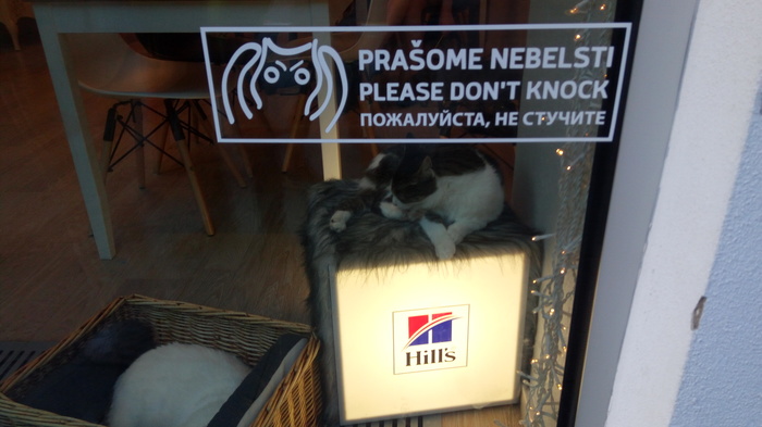 Please don't knock! - My, cat, Byy, Showcase, Cafe, Vilnius