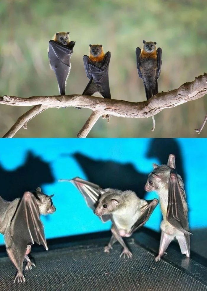 upside down bats - Bat, Gracefulness