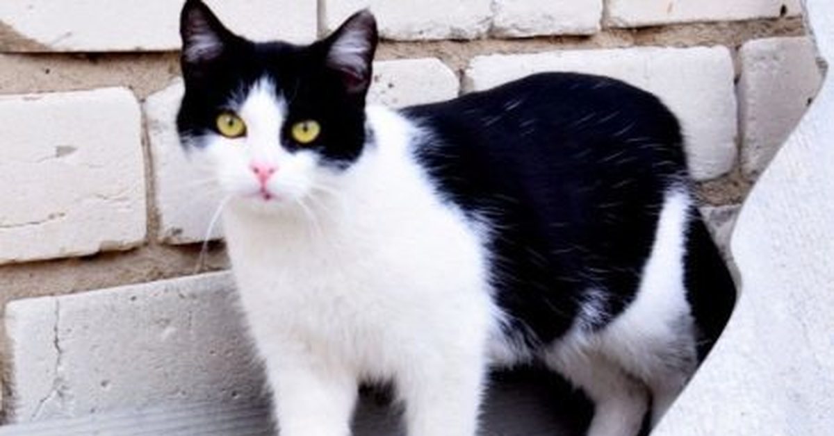 Черно белый кот окрас. Черно белые коты. Кошки чёрно-белого окраса. Кот с чёрно белым окрасом. Черно белая кошка порода.
